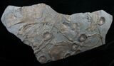 x Plate of Ichthyosaur Fossils - Posidonia Shale #13634-1